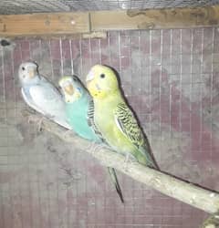 Budgies