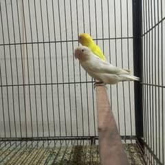 Step up for sell see description munasib price ma ha sab