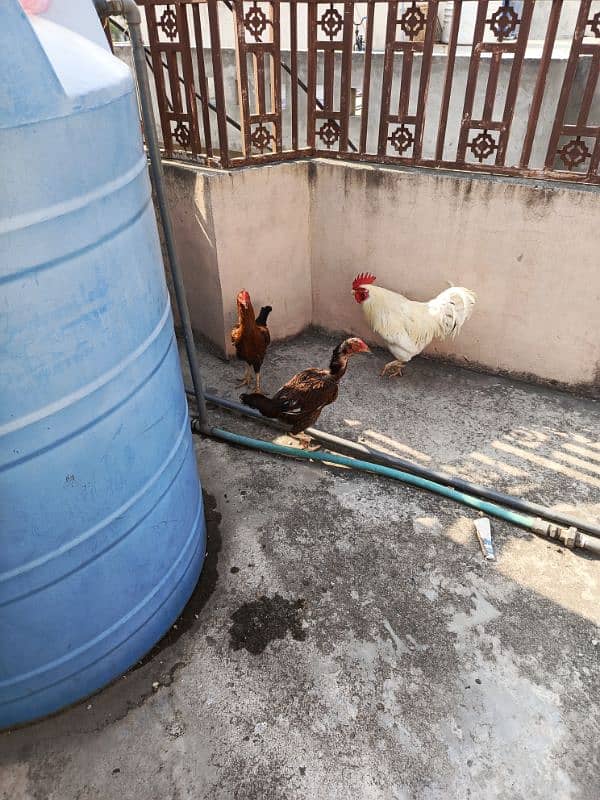 Aseel murgy and murgian 4