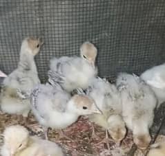 Red turkey chicks available