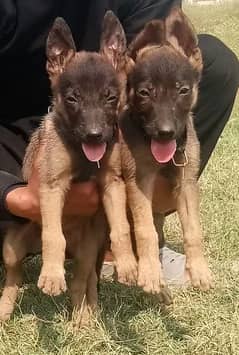bhigyari Pair / security puppies For Sale
