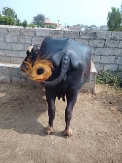 خوبصورت اور صحت مند بھینس برائے فروخت