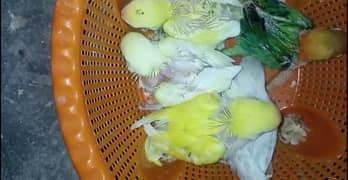 Lovebirds