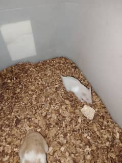 HAMSTERS