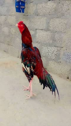 lakha