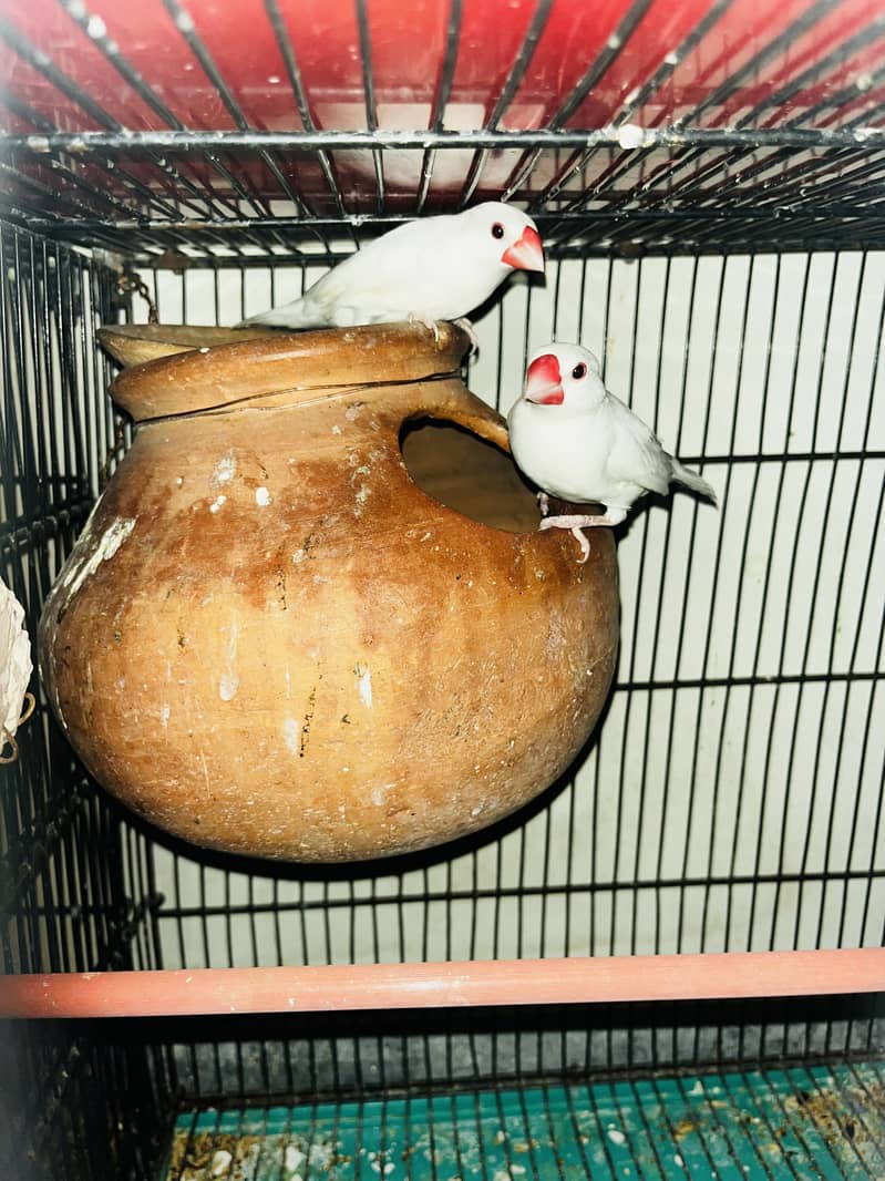 java breeder pair 0