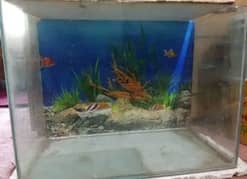 Aquarium urgent sale