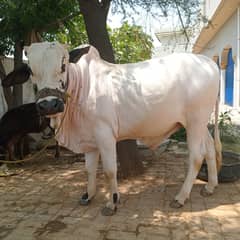 Bull