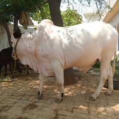 Bull for sale