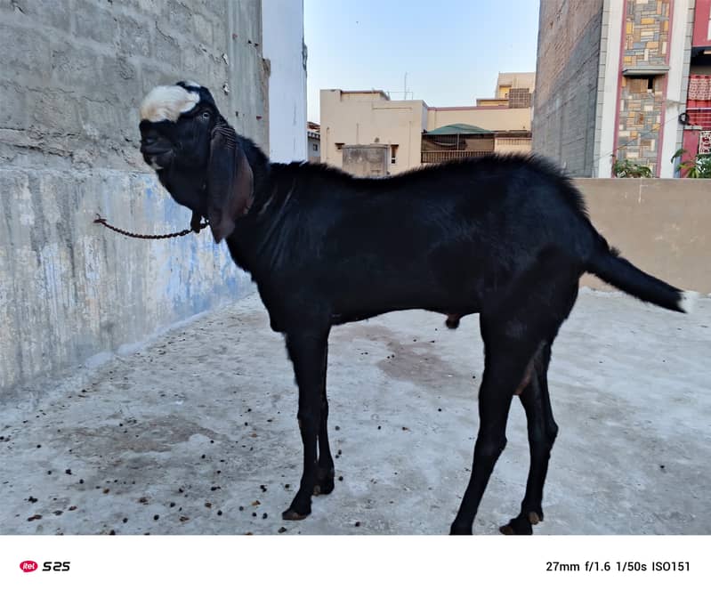 Beetal Breader Bakra 1