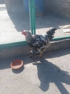 Dark Brahma male