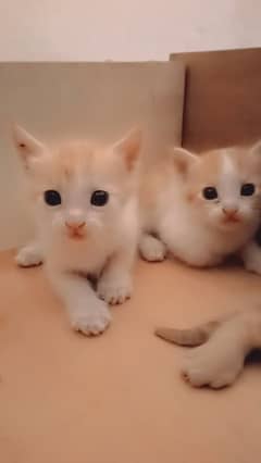 Persian Baby kittens