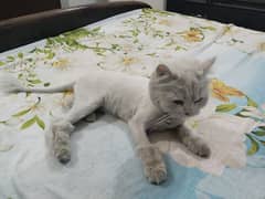 White Persian Female cat  urgently for sale with complete accessories