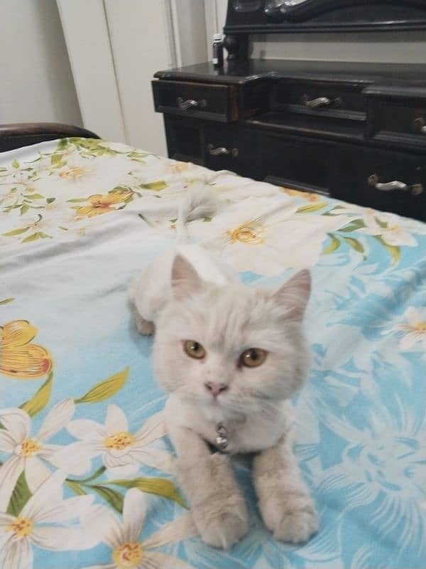 White Persian Female cat  urgently for sale with complete accessories 1