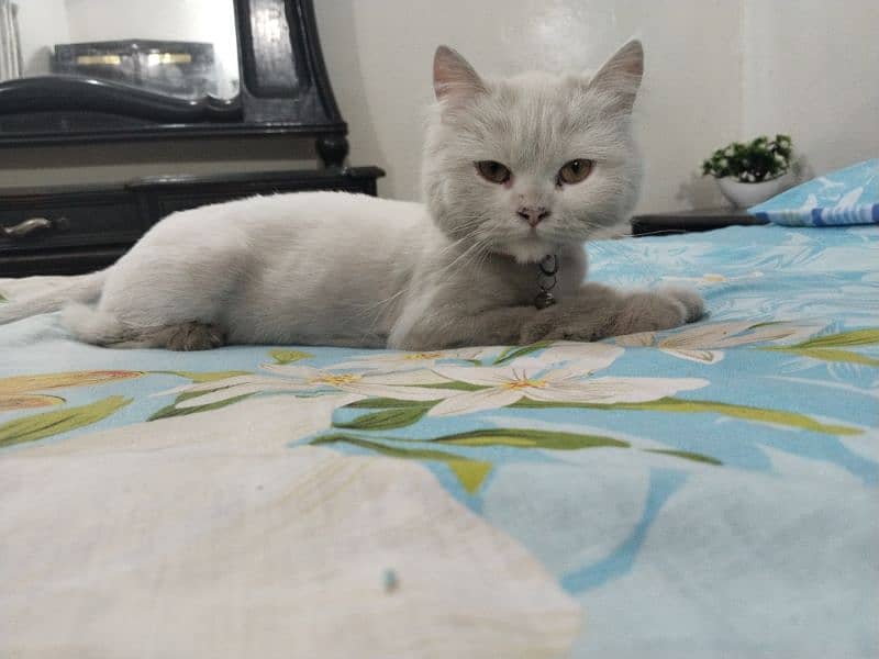 White Persian Female cat  urgently for sale with complete accessories 2