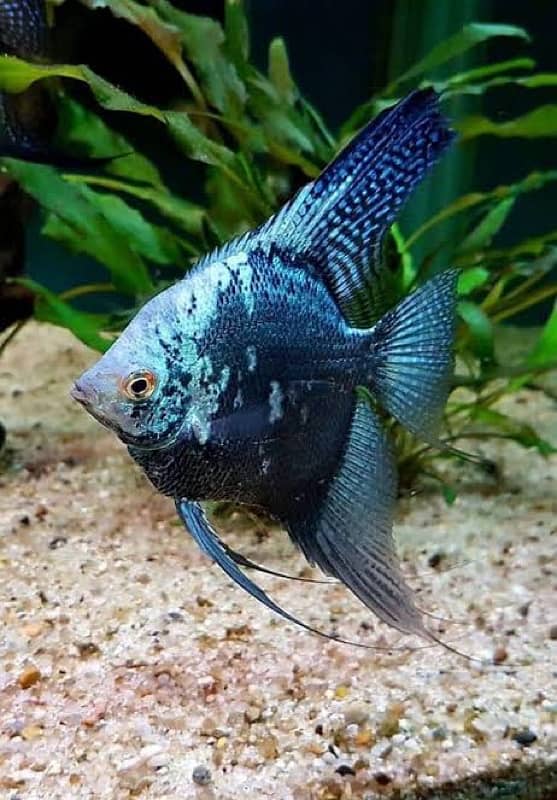 blue smokey angel , albino arowana , oscar , catfish, chilli rasbora 0