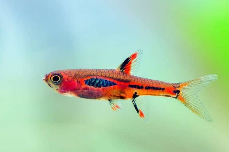 blue smokey angel , albino arowana , oscar , catfish, chilli rasbora 1