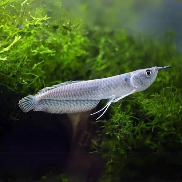 blue smokey angel , albino arowana , oscar , catfish, chilli rasbora 4