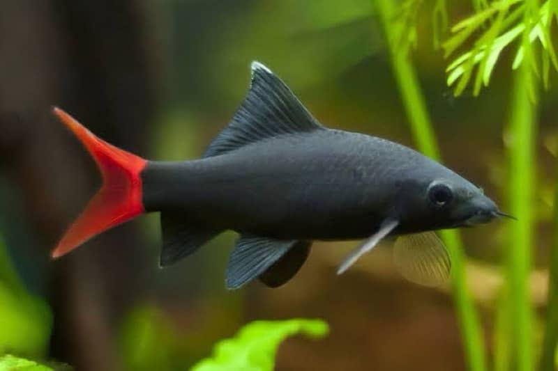 blue smokey angel , albino arowana , oscar , catfish, chilli rasbora 7