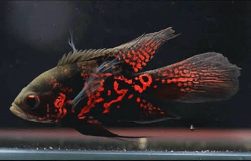 blue smokey angel , albino arowana , oscar , catfish, chilli rasbora 9