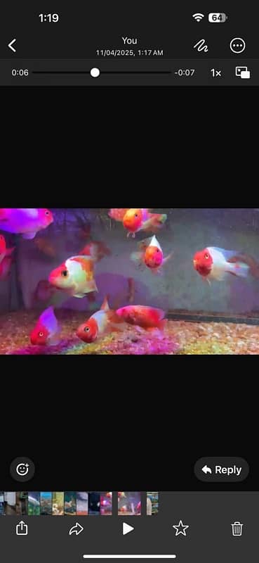 blue smokey angel , albino arowana , oscar , catfish, chilli rasbora 10