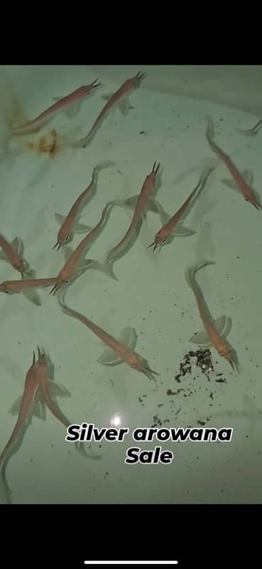 blue smokey angel , albino arowana , oscar , catfish, chilli rasbora 14