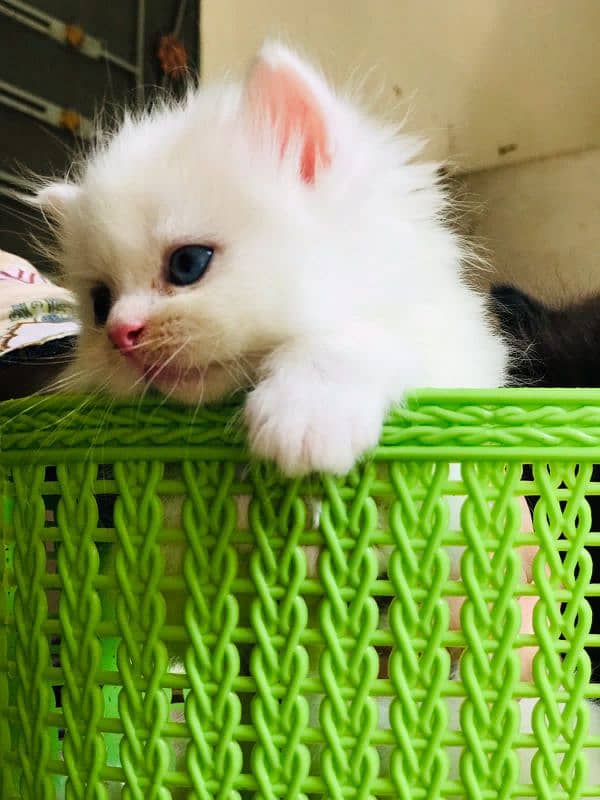 percian blue eyes kitten 1