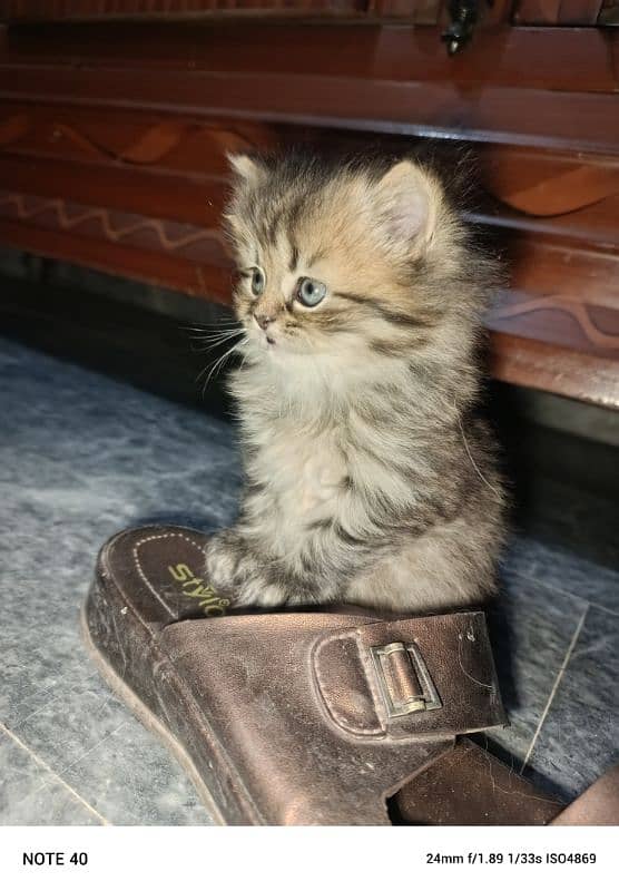 percian blue eyes kitten 2