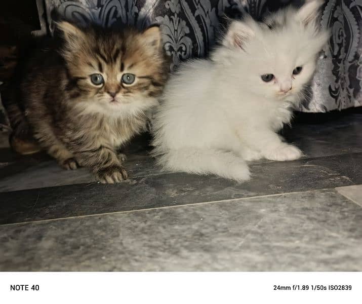 percian blue eyes kitten 3