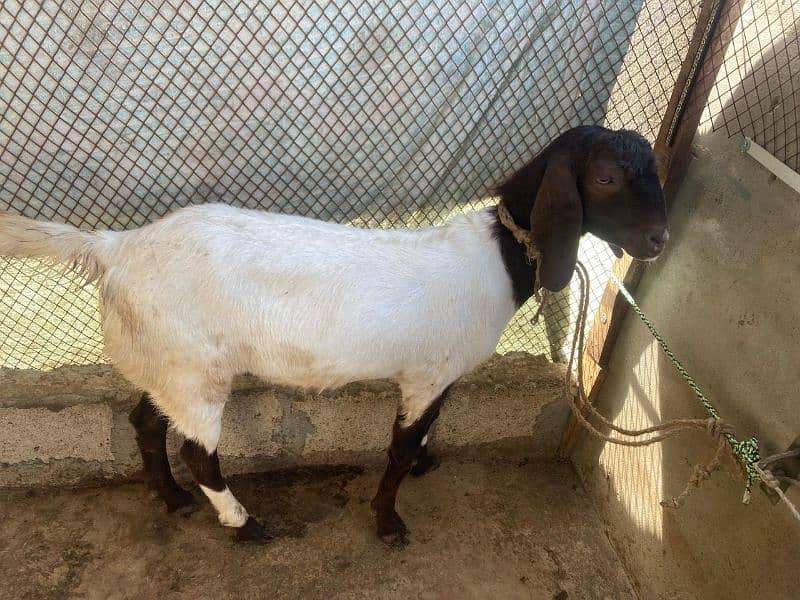 khassi bakra - Goats - 1100767052