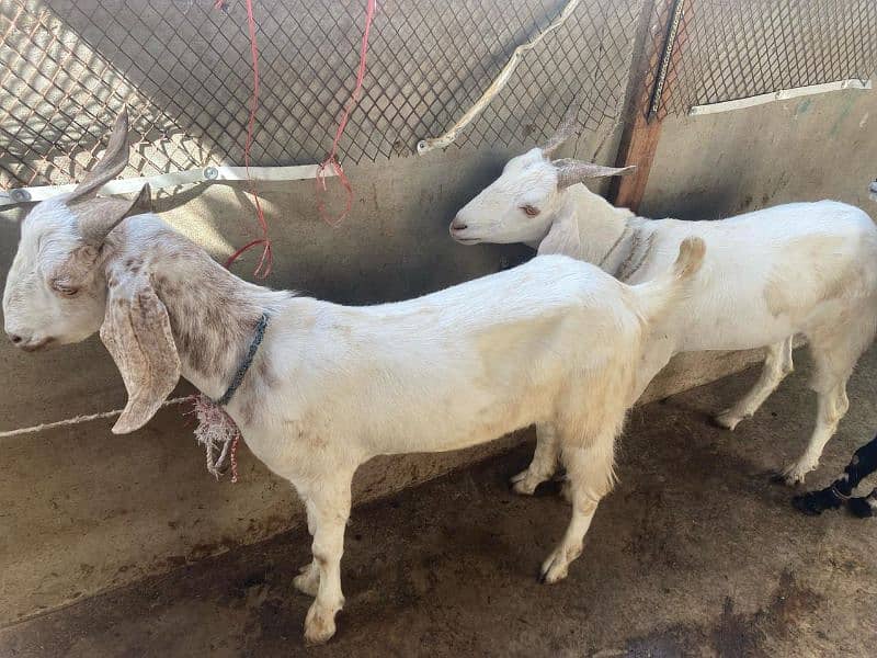 khassi bakra - Goats - 1100767052