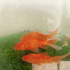Koi and gold fish