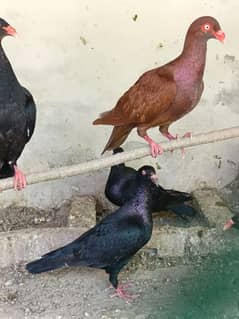 pigeons