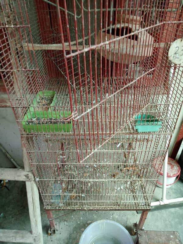 birds cages 1
