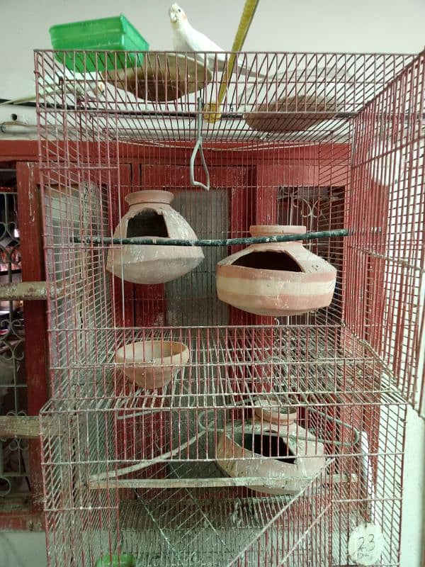 birds cages 2