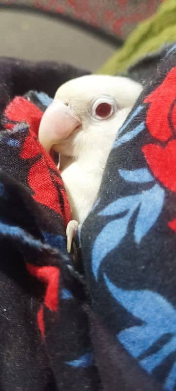 love bird pair for sale 0