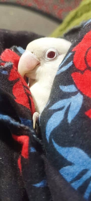 love bird pair for sale 1