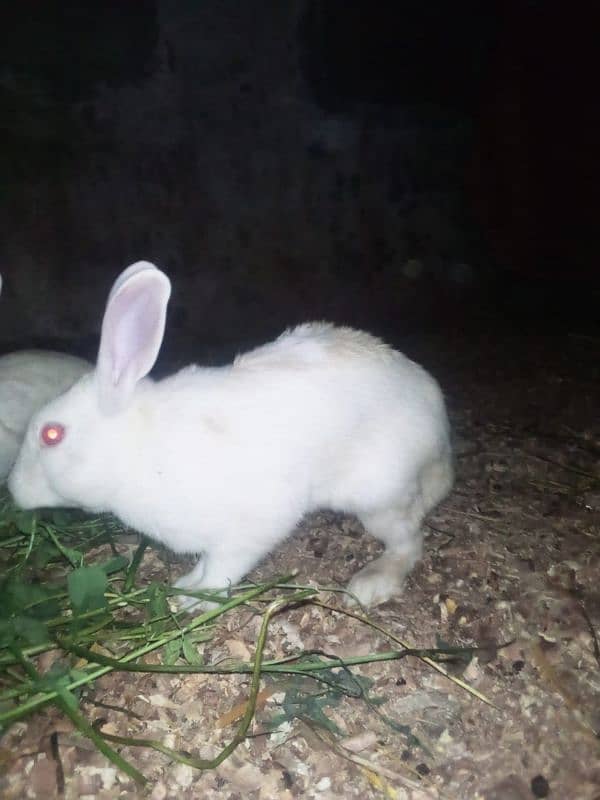 Breeder Rabbit male female pair 0