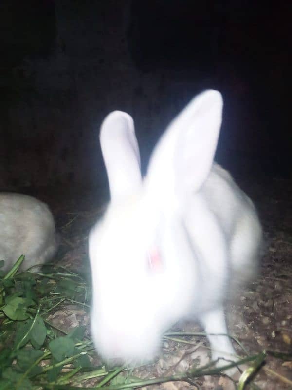 Breeder Rabbit male female pair 2