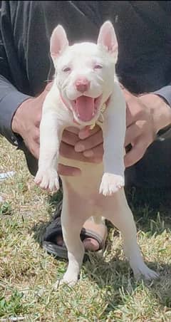 Pure Kohati Gullter Male Age 2 Month for Sale All Pakistan Cargo