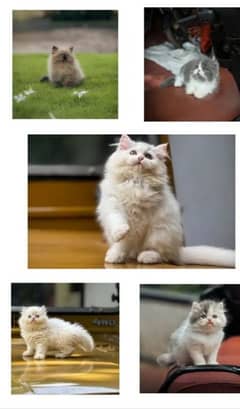 Persian triple coated punch face kittens  WhatsApp03463649736