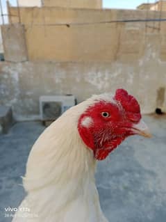 Heera assel pure for sale 03197947644