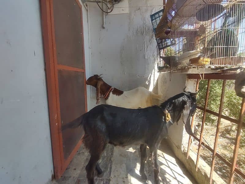 2 dant khassi Bakra 1