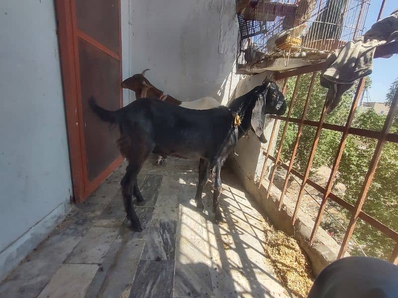 2 dant khassi Bakra 2