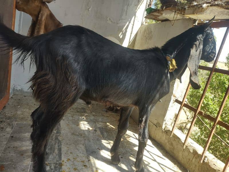 2 dant khassi Bakra 4