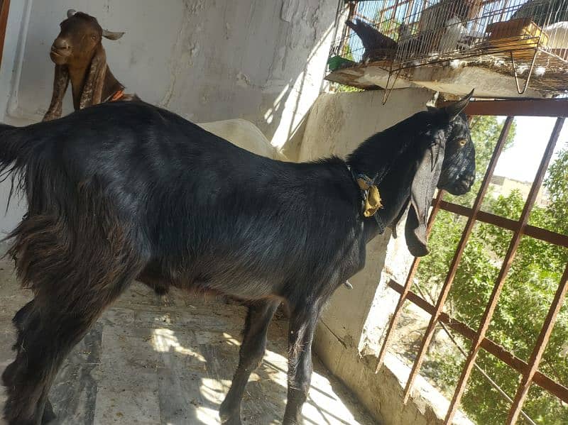 2 dant khassi Bakra 5