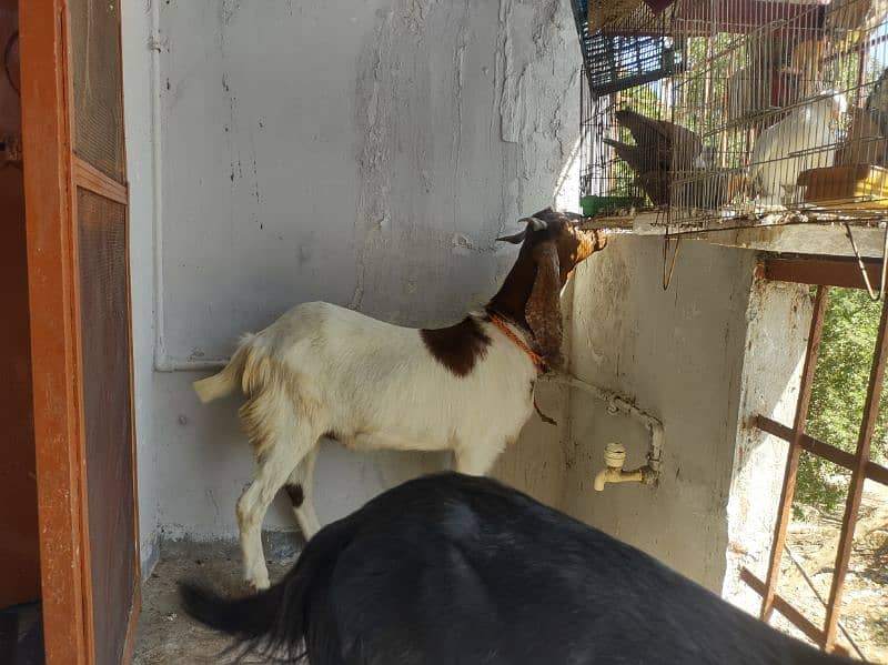 2 dant khassi Bakra 7