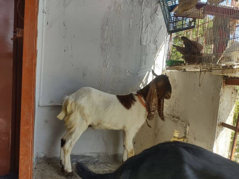 2 dant khassi Bakra 9