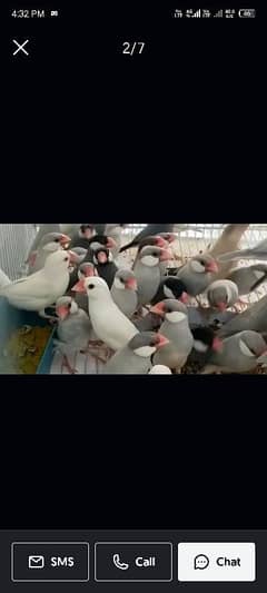 Java Bird All colors contact:03111094426