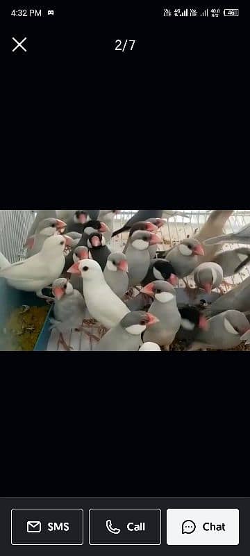 Java Bird All colors contact:03111094426 0